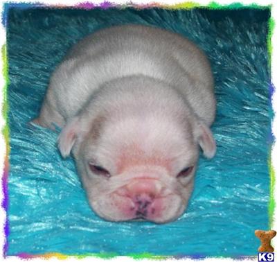 French Bulldog Puppies for Sale